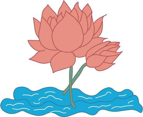 Image of a pink lotus 