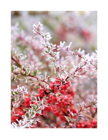 Photo of winterberry with frost on the branches