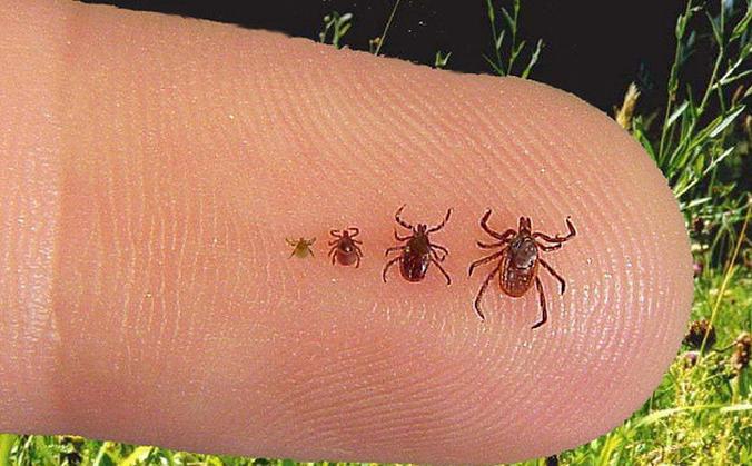 Ticks shown on finger