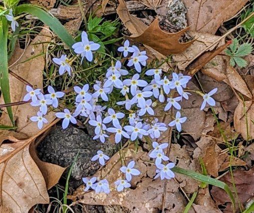 blue_wildflowers