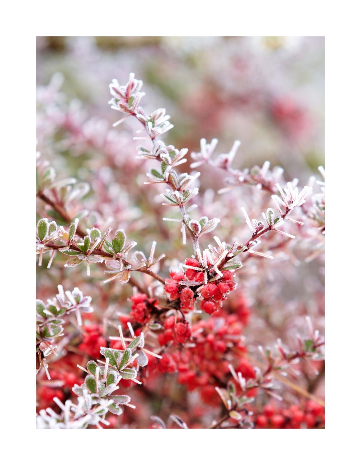Photo of winterberry with frost on the branches